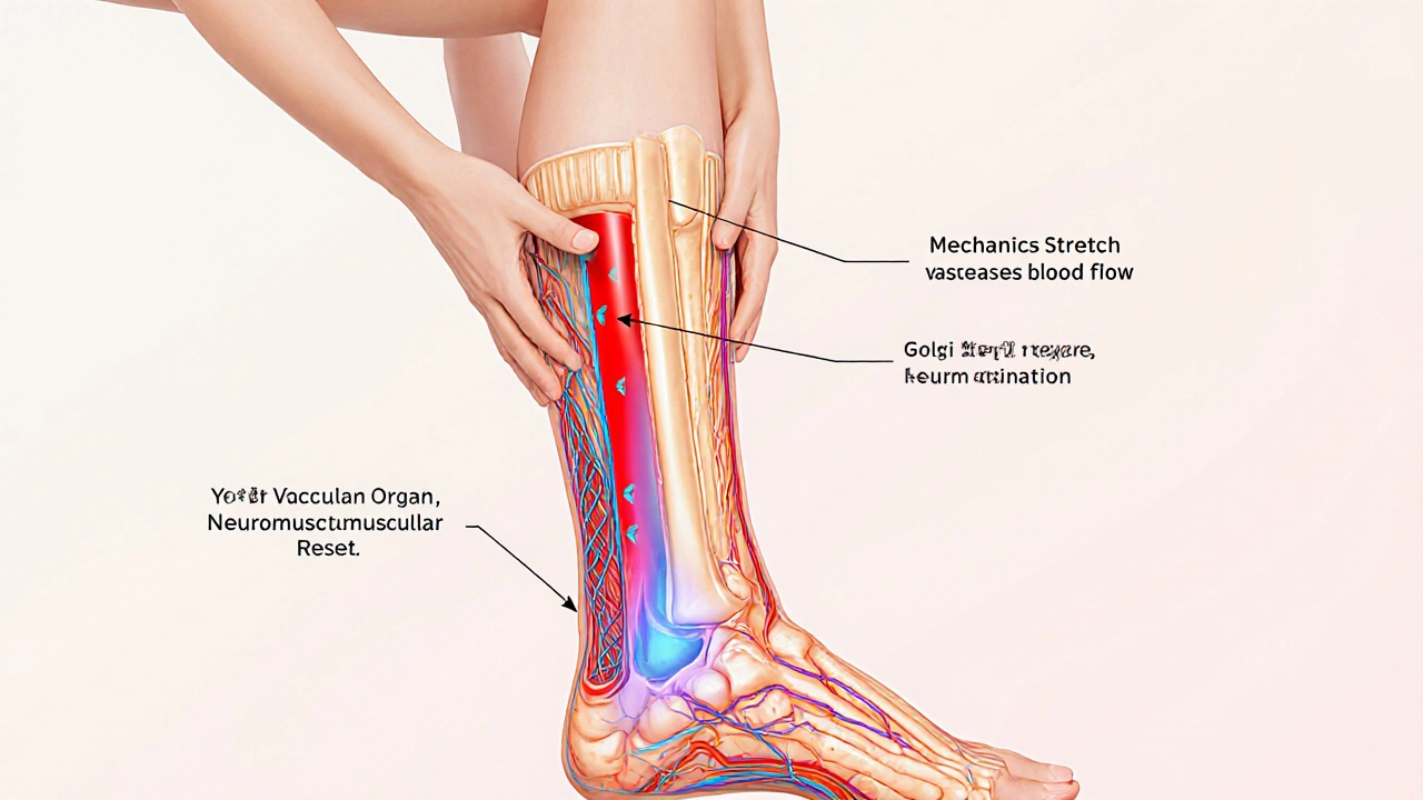 Illustrated cross‑section of a leg showing tendon fibers being gently stretched during CTR.